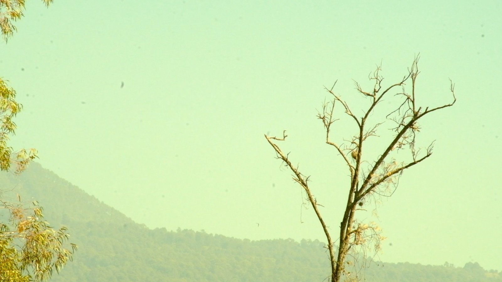 backdrops