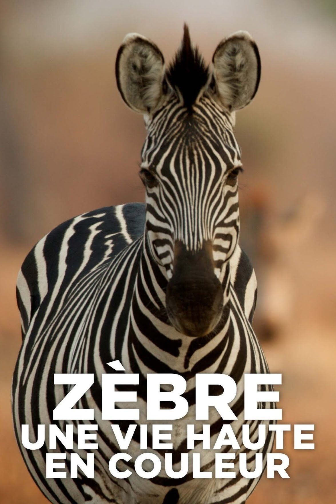 Poster de Zèbre, une vie haute en couleur