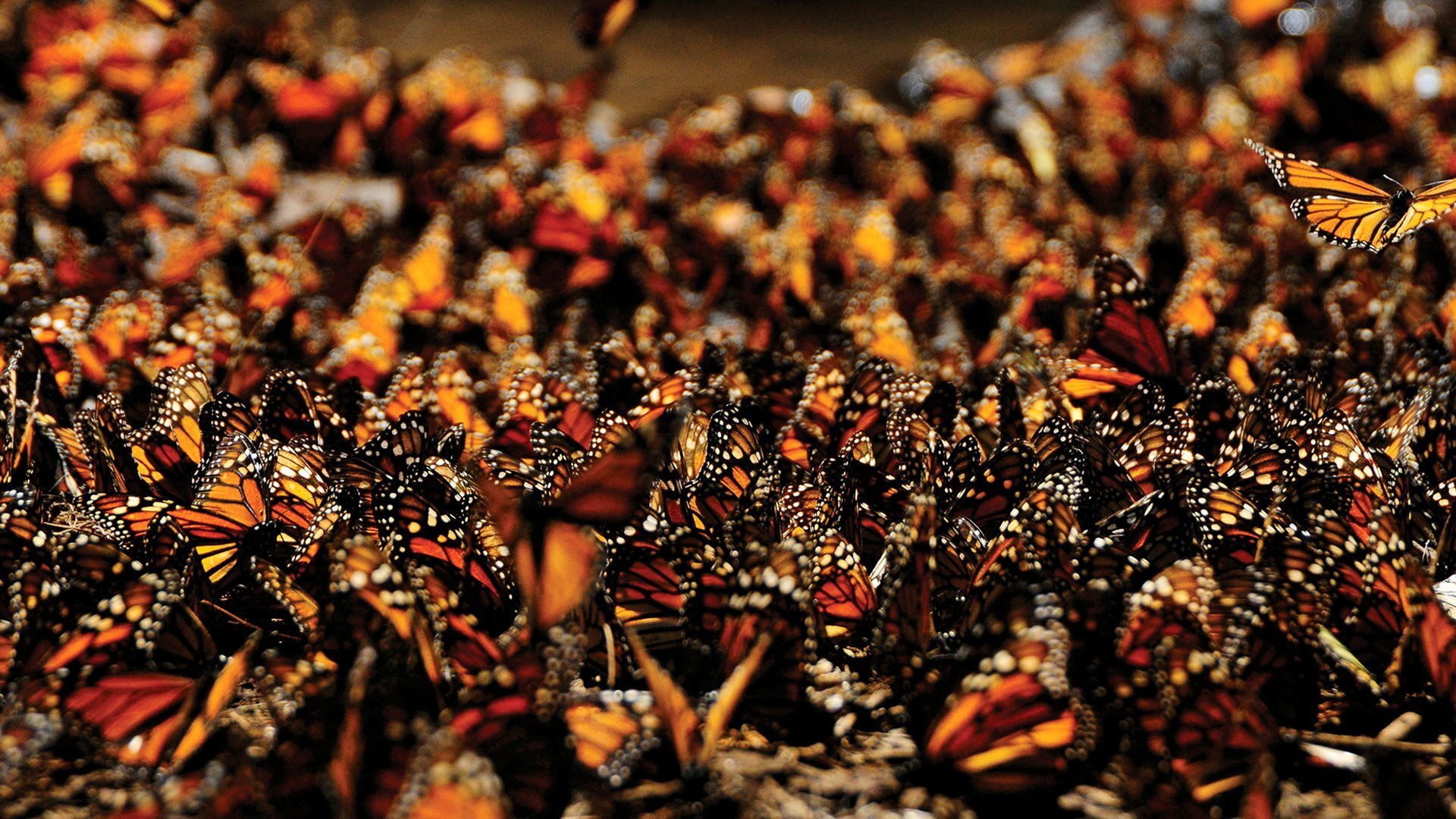 Monarch Amazing Journey