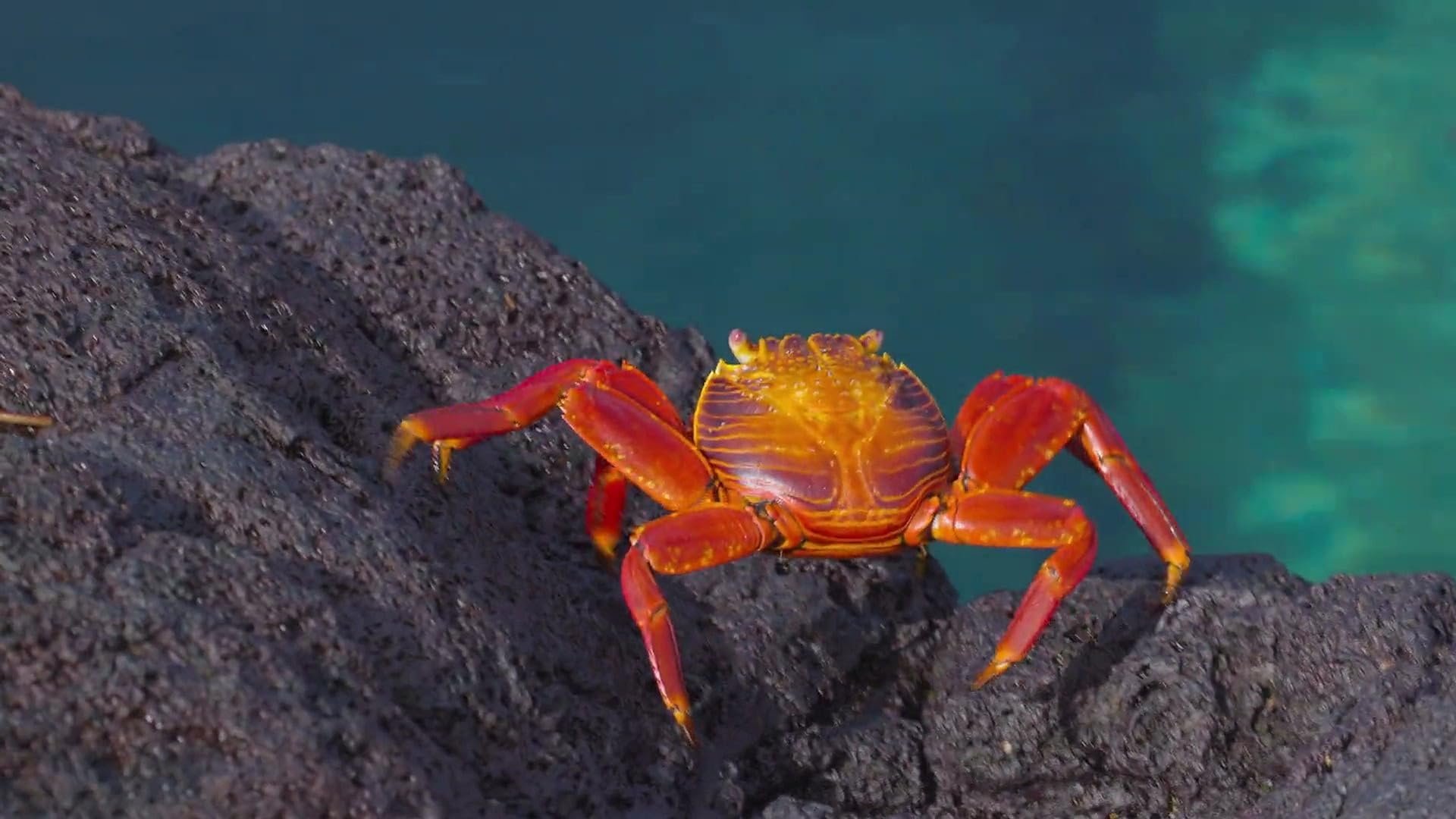 From the Andes to the Galapagos Islands