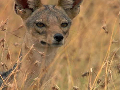 Nile: An African Odyssey