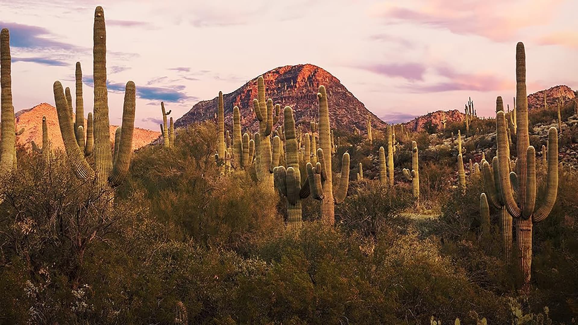 Wild Mexico