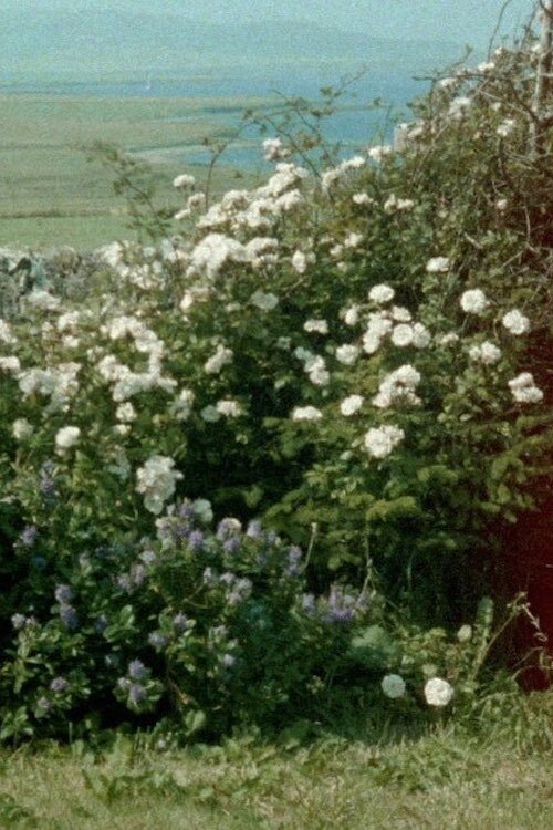 Poster de Glimpses from a Visit to Orkney in Summer 1995