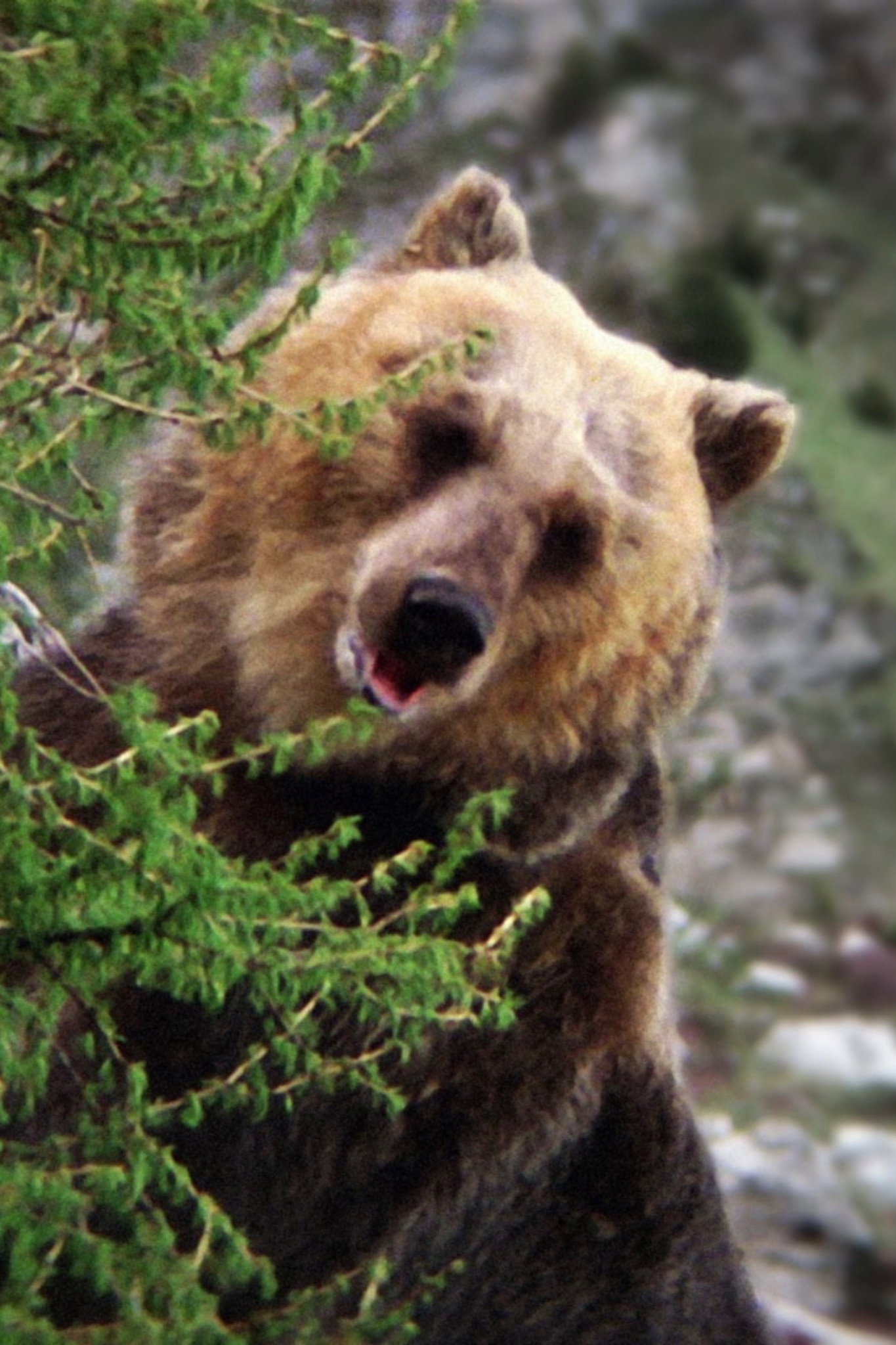 Foto de Bozo the Bear