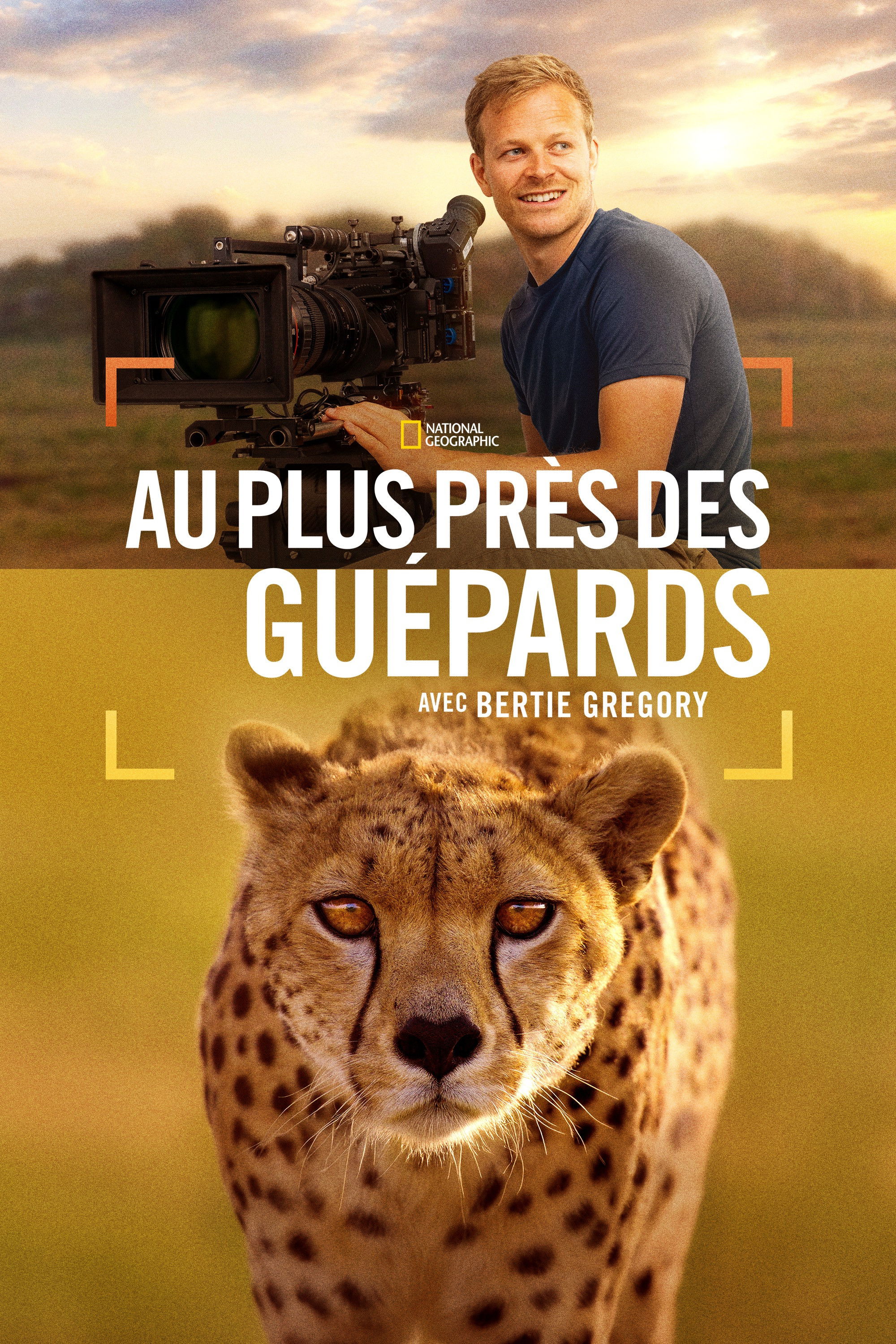 Au plus près des guépards avec Bertie Gregory