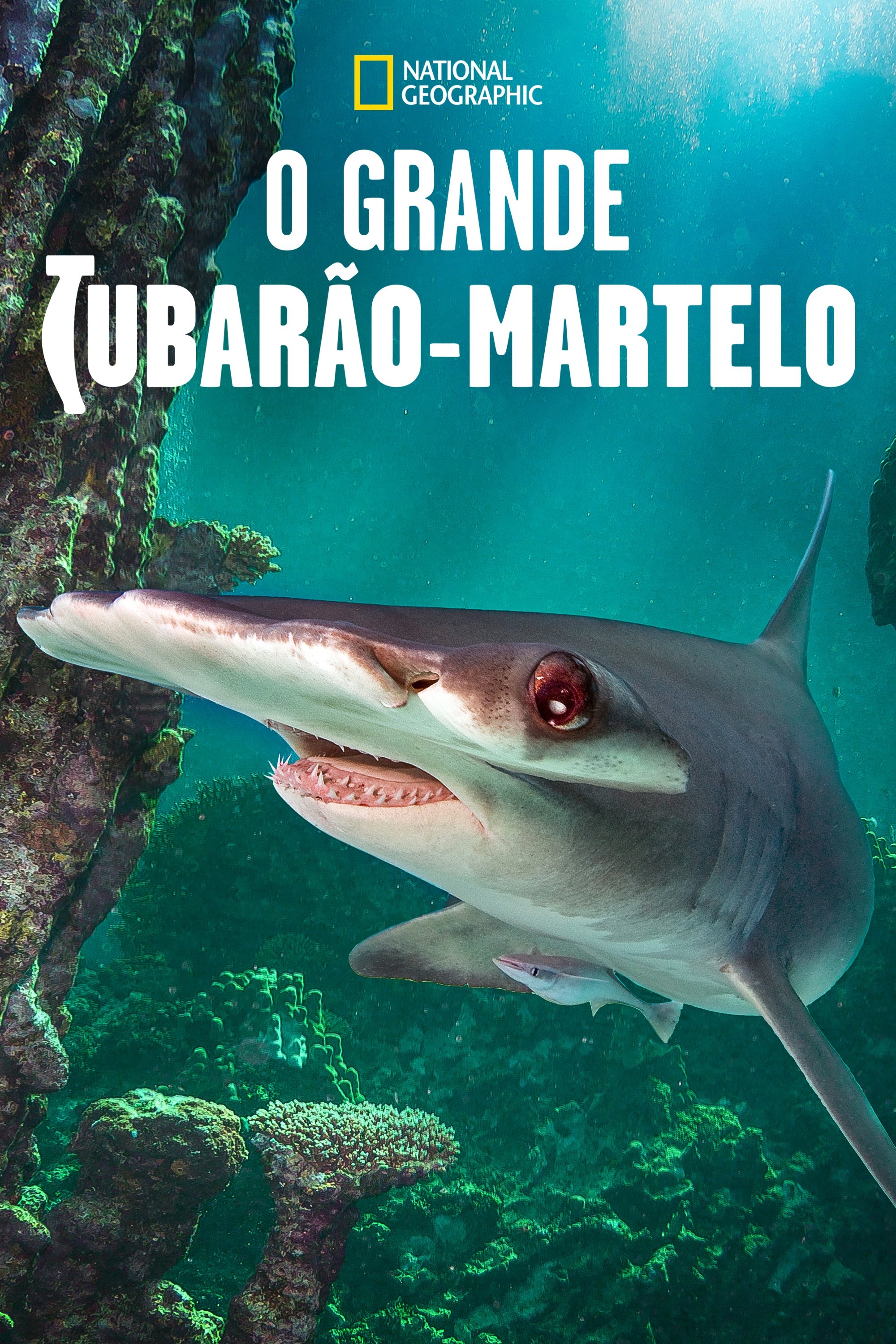 Poster de O Grande Tubarão-Martelo