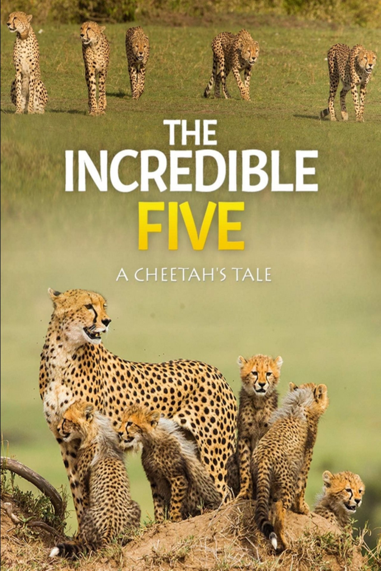 Poster de The Incredible Five: A Cheetah's Tale