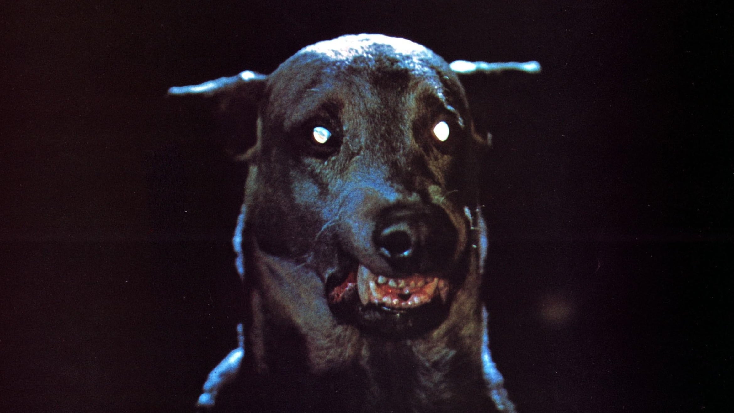 Zoltan, le chien sanglant de Dracula