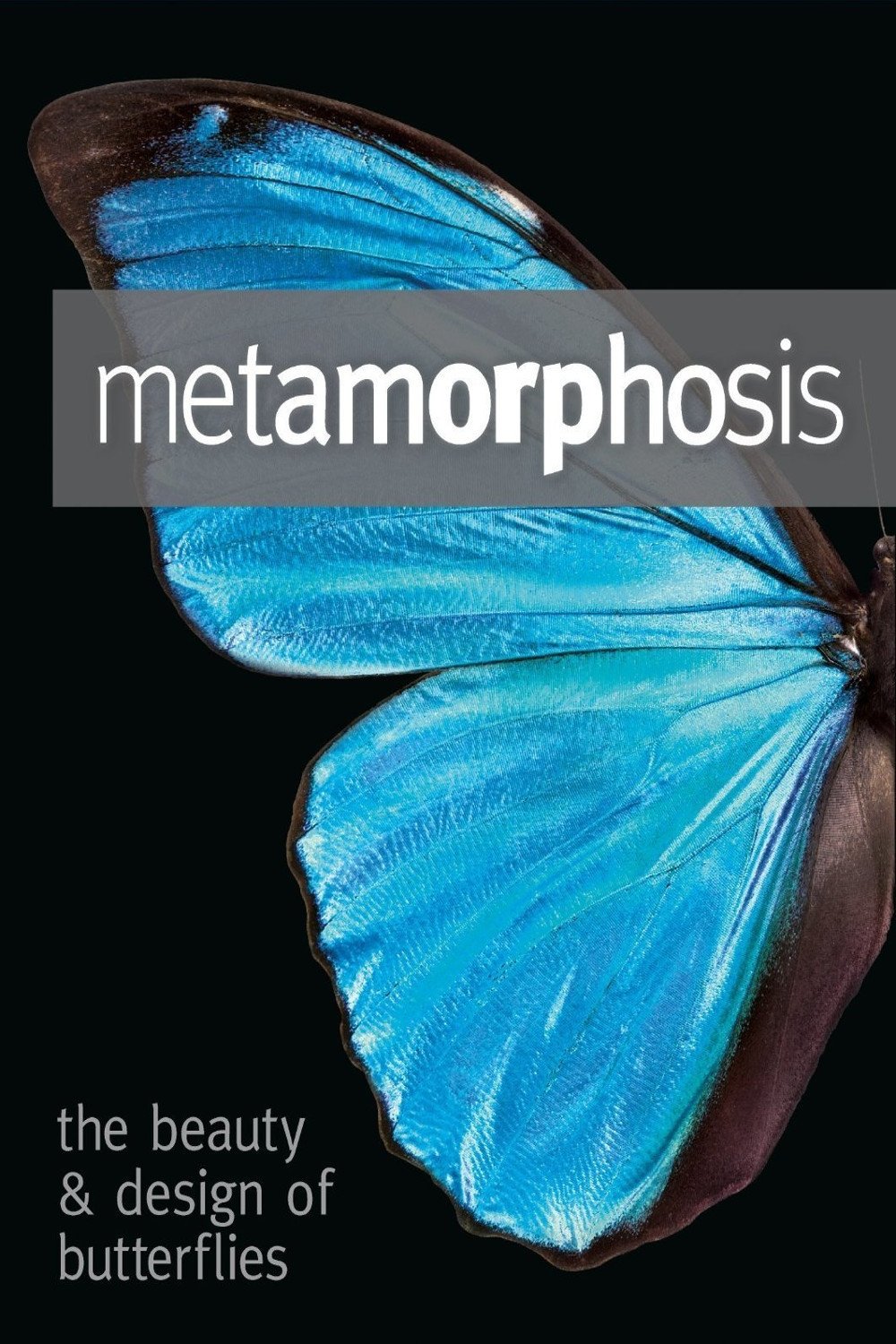Poster de Metamorphosis: The Design and Beauty of Butterflies