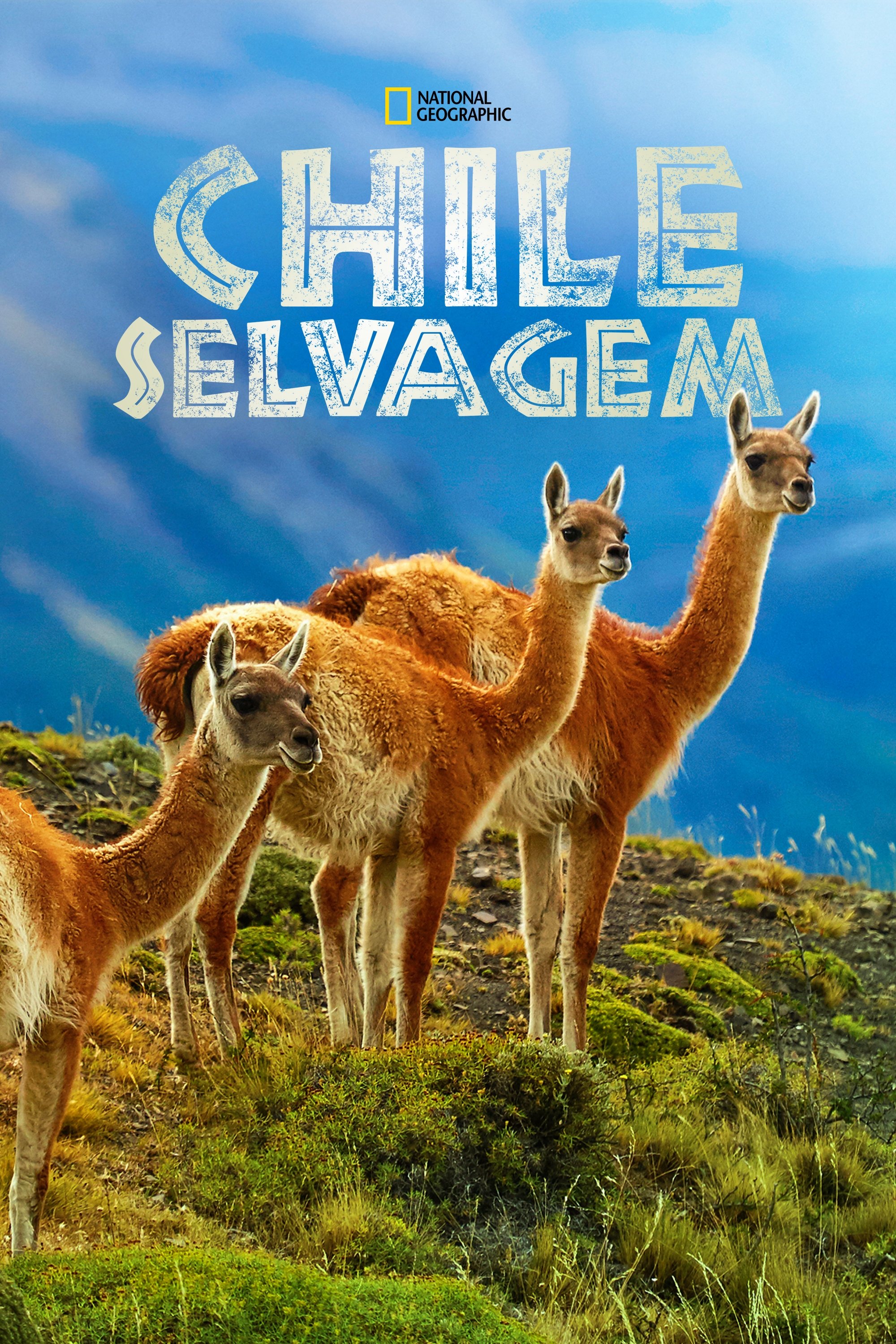 Poster de Chile Selvagem