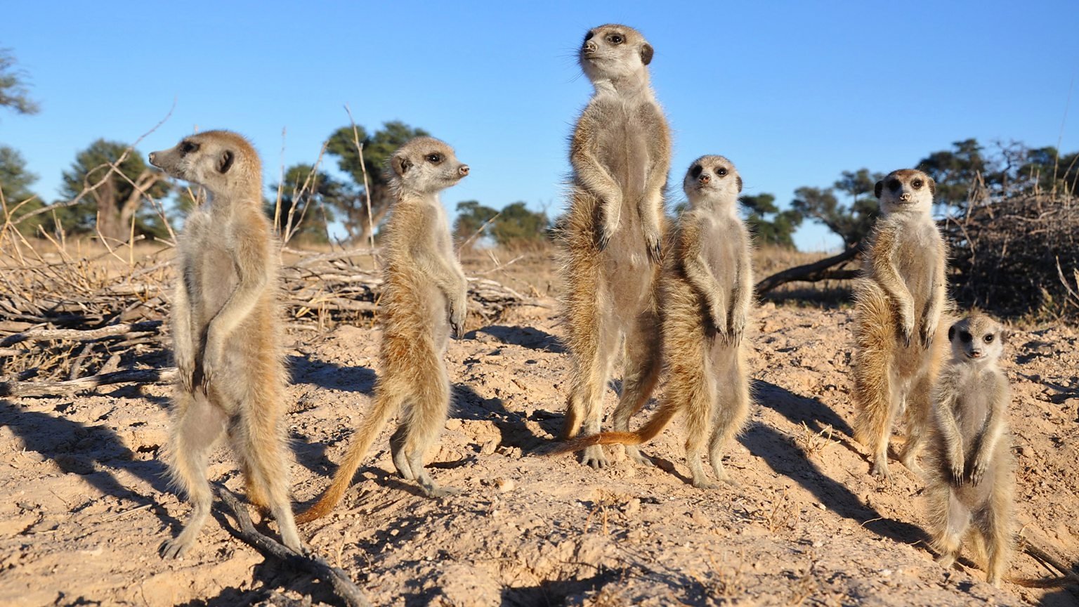A Meerkat's Tale