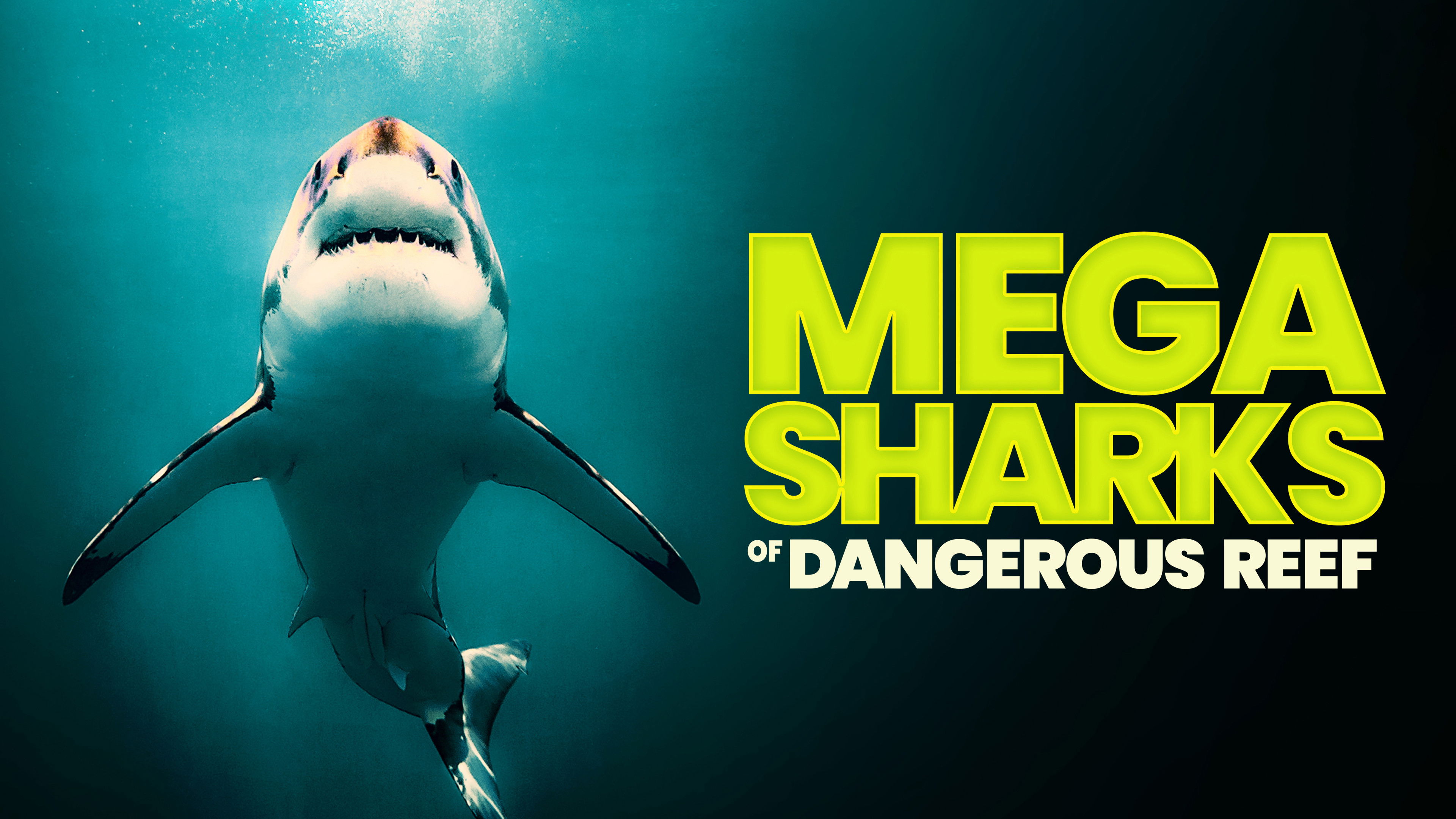 Mega Sharks of Dangerous Reef