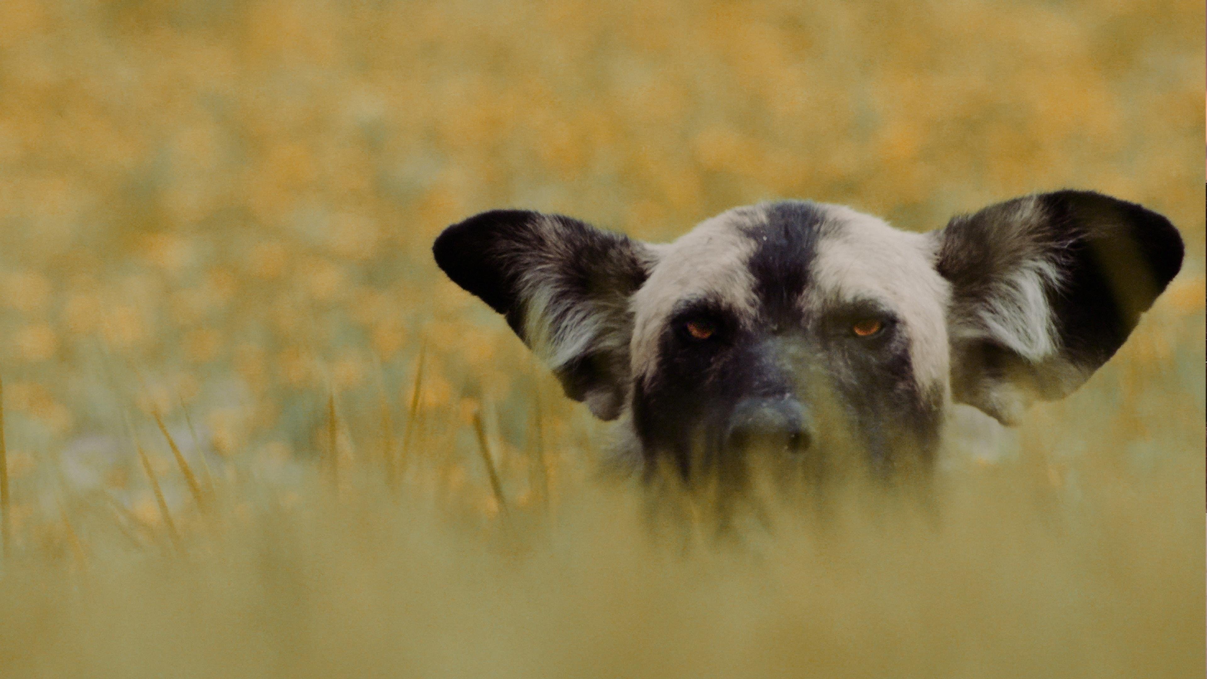 Sanctuary | Katavi: Africa's Fallen Paradise