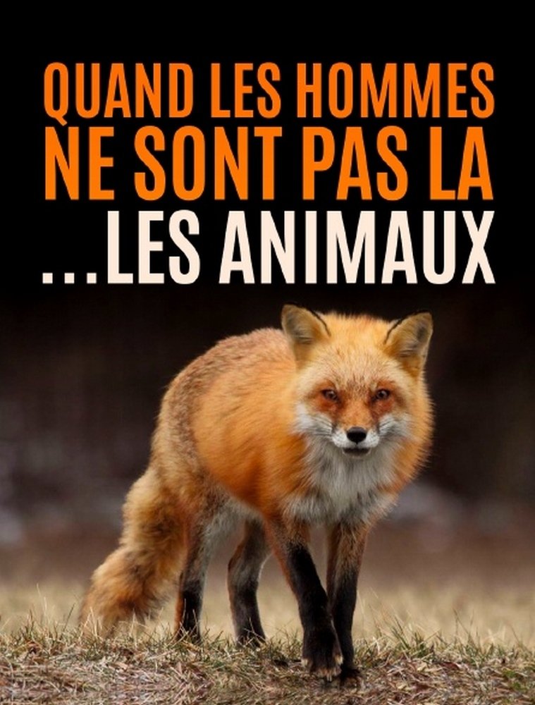 Poster de Quand l’homme n’est pas là... les animaux dansent !
