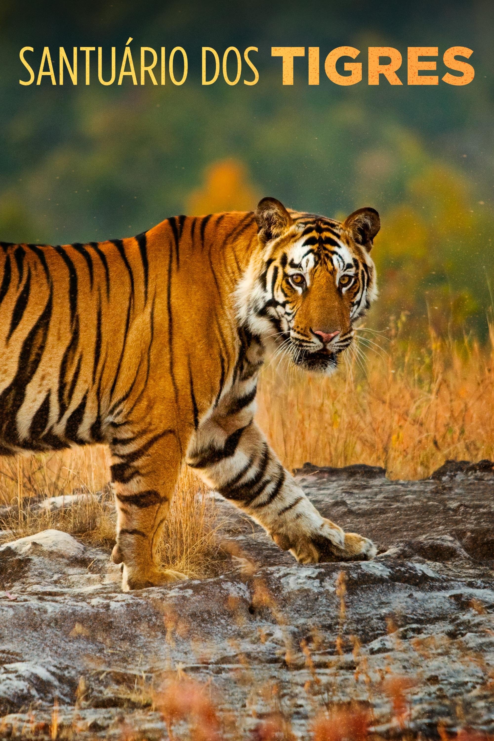 Poster de Santuário dos Tigres