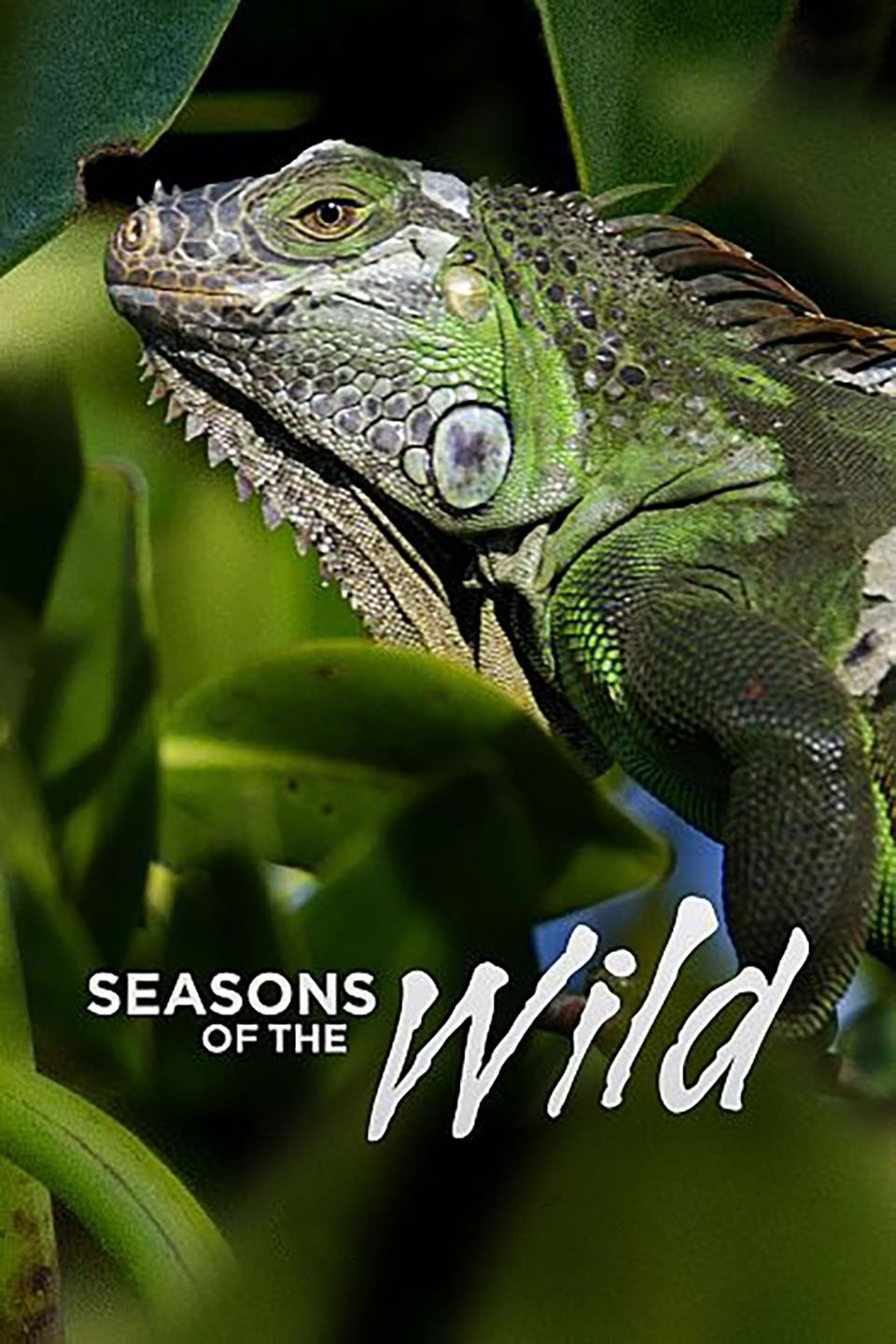 Poster de Seasons of the Wild