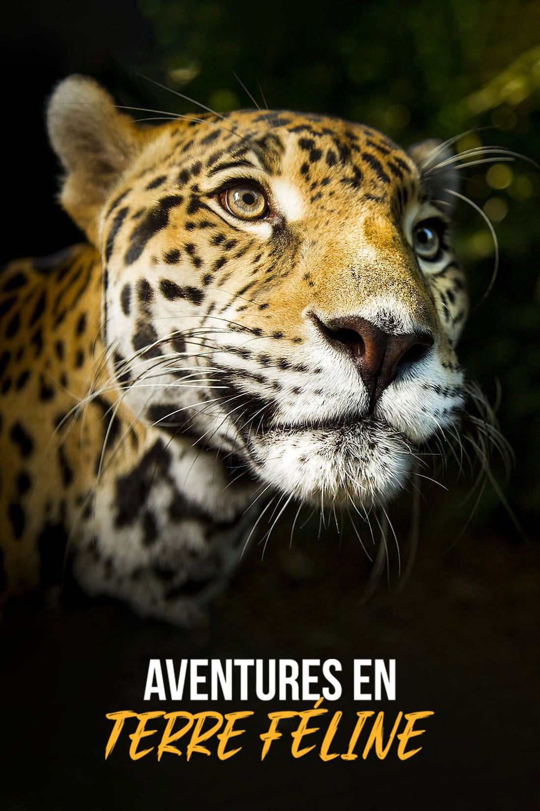 Aventures en terre féline