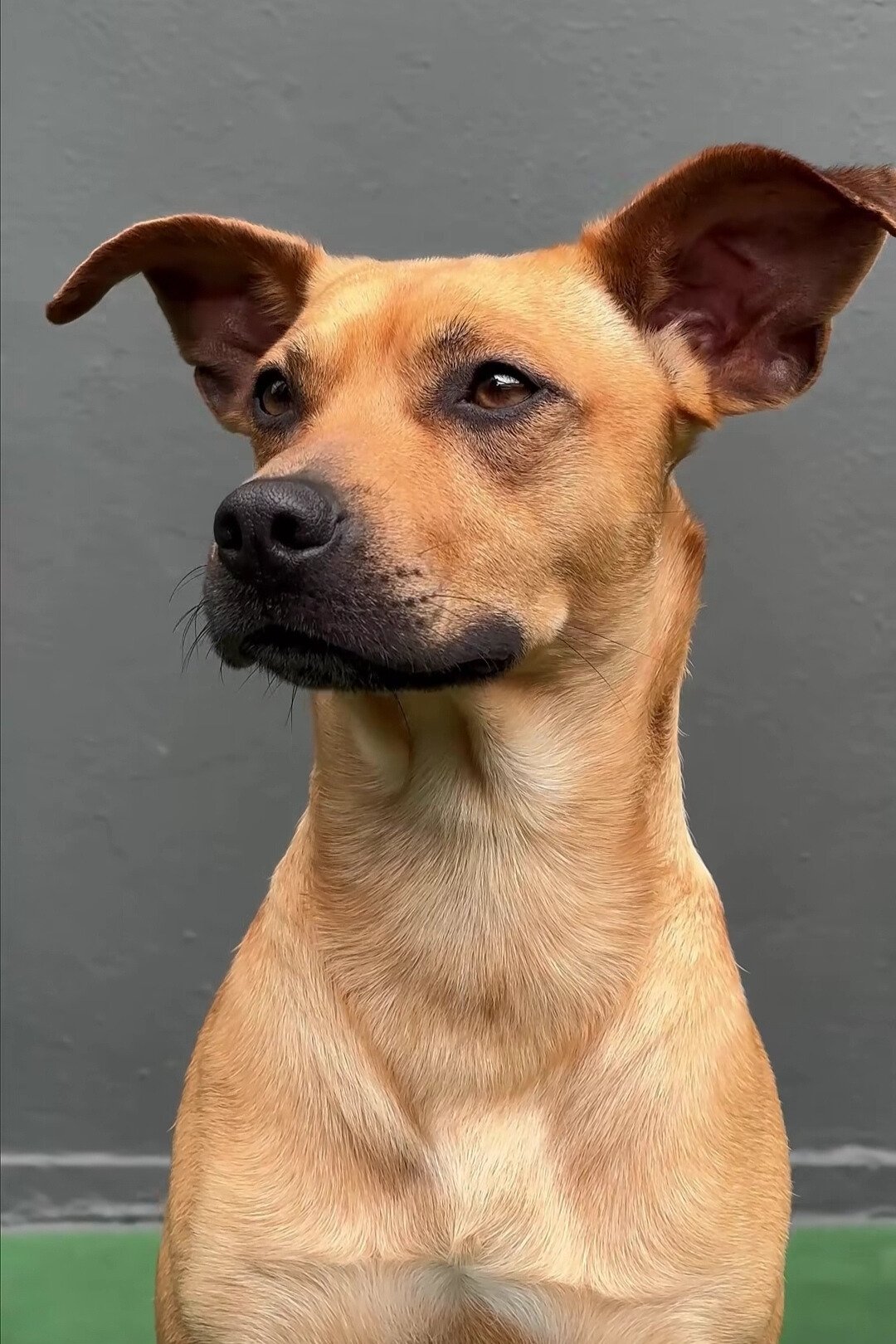 the profile picture of Amendoim