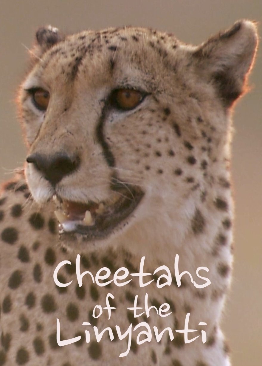 Poster de Cheetahs of the Linyanti