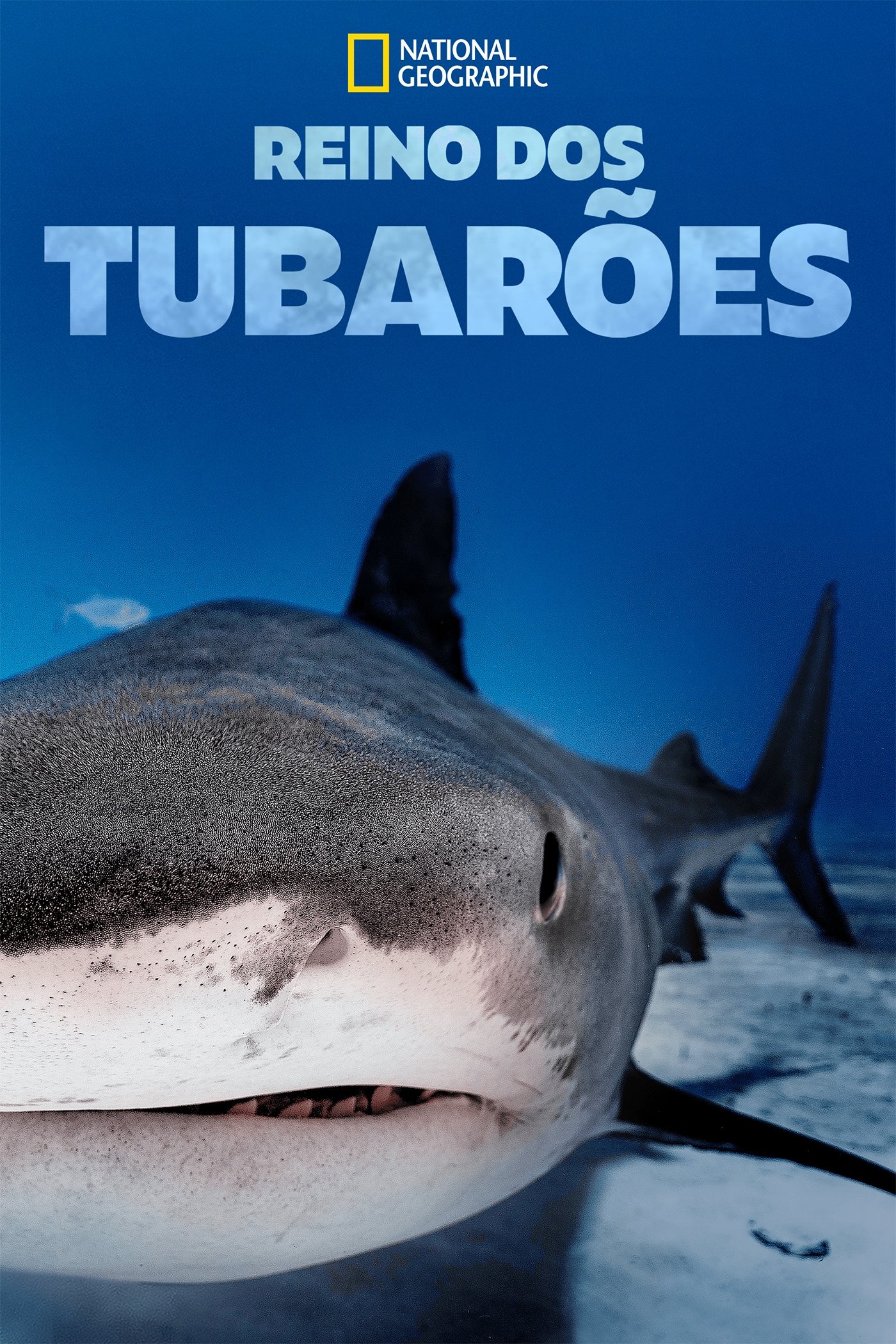 Poster de Reino dos Tubarões