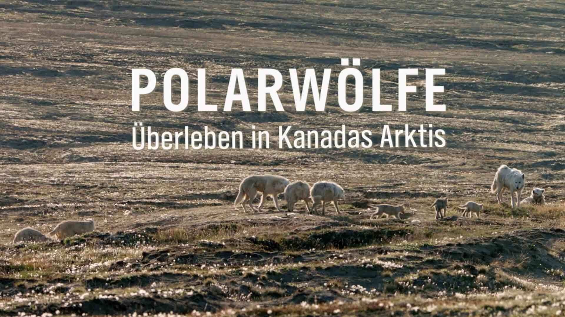 Polarwölfe - Überleben in Kanadas Arktis