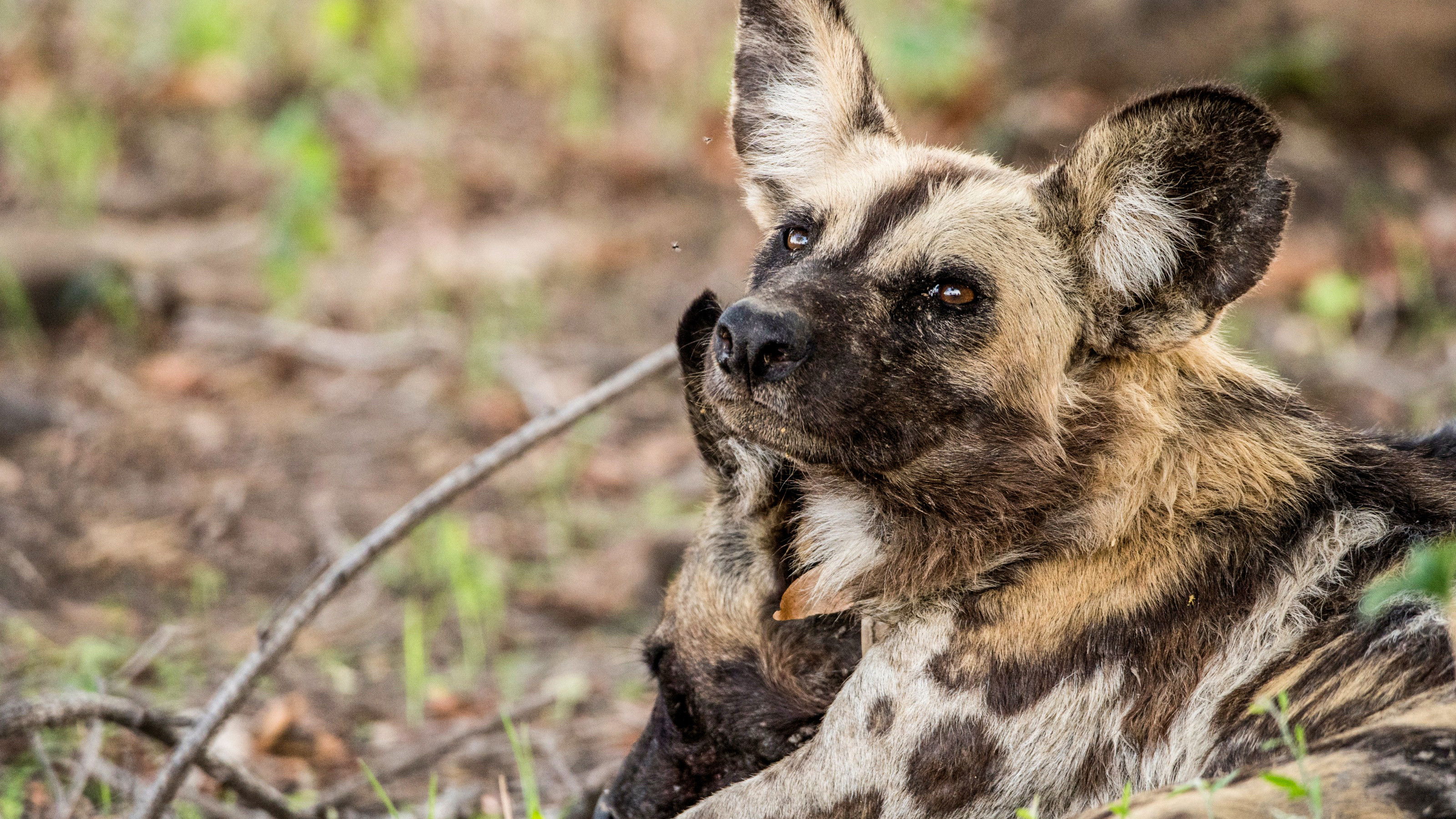 Luangwa: The Emerald Valley