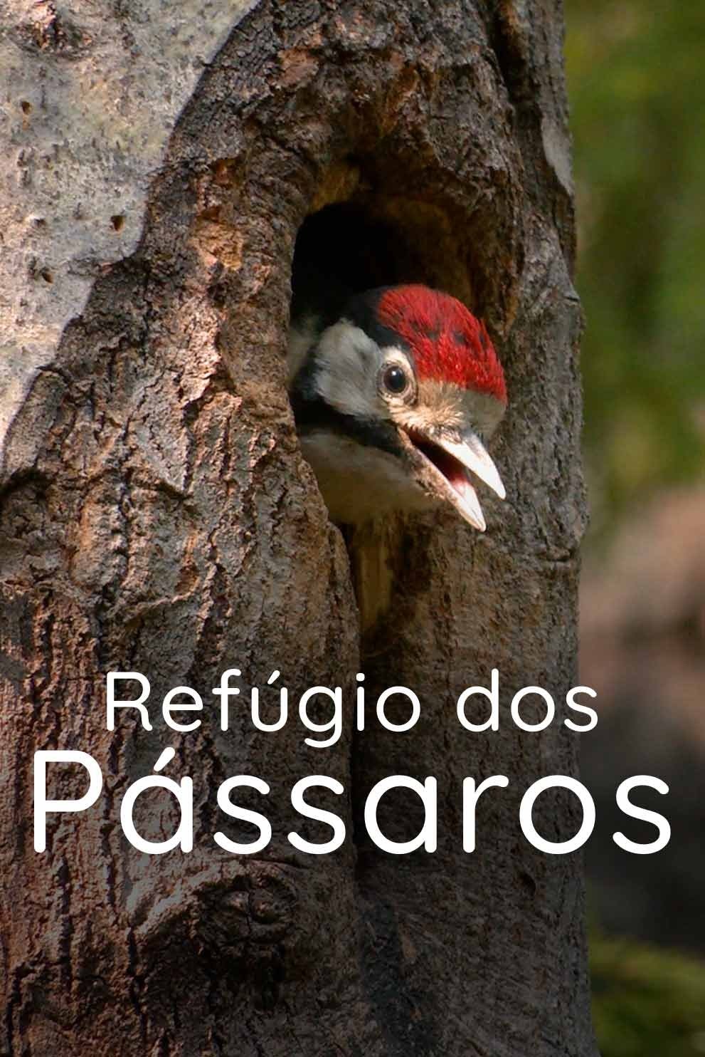Poster de Refúgio dos Pássaros