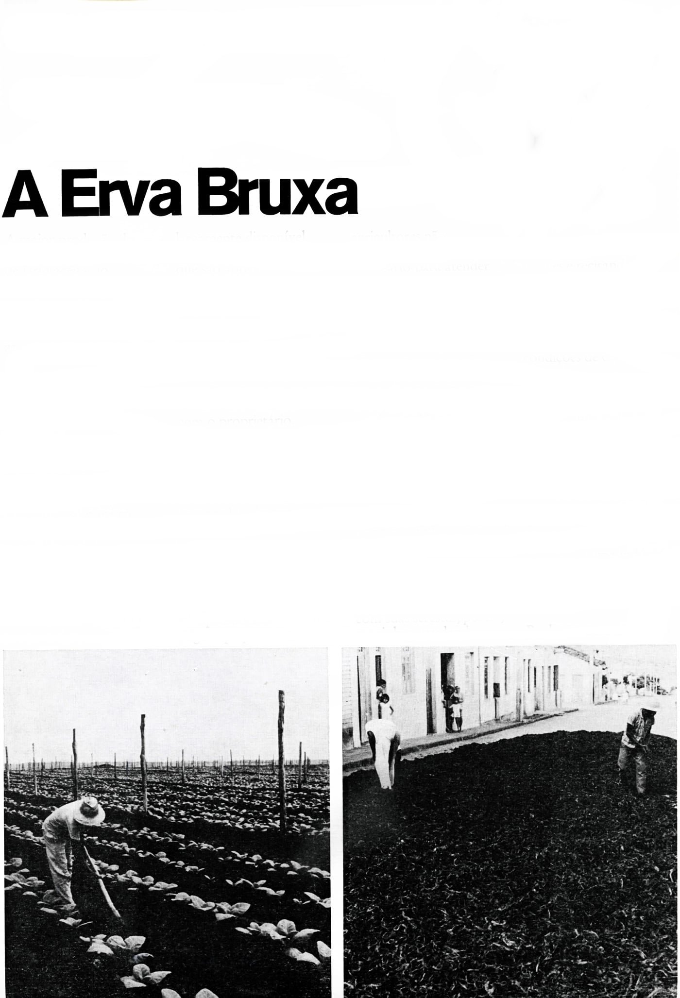 Poster de A Erva Bruxa