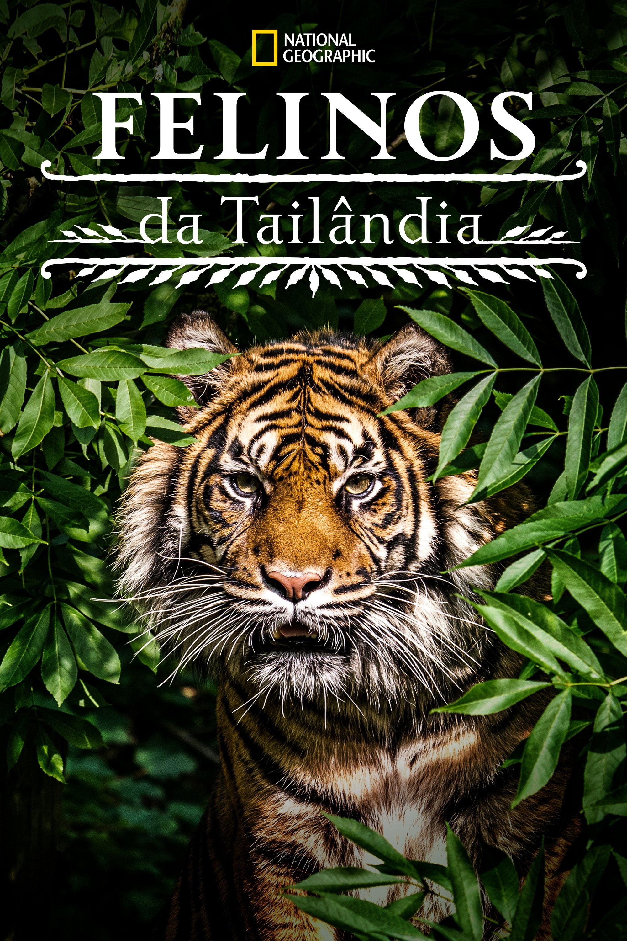 Poster de Felinos da Tailândia