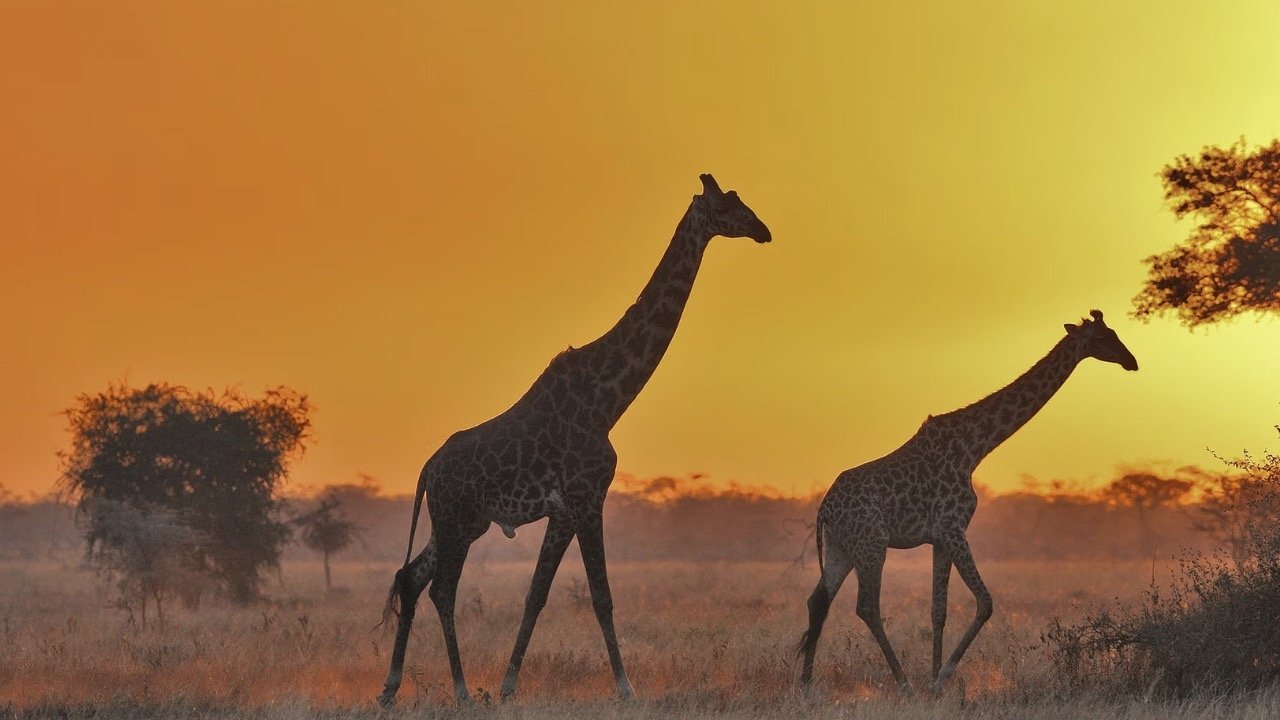 Serengeti - Expeditionen ins Tierreich