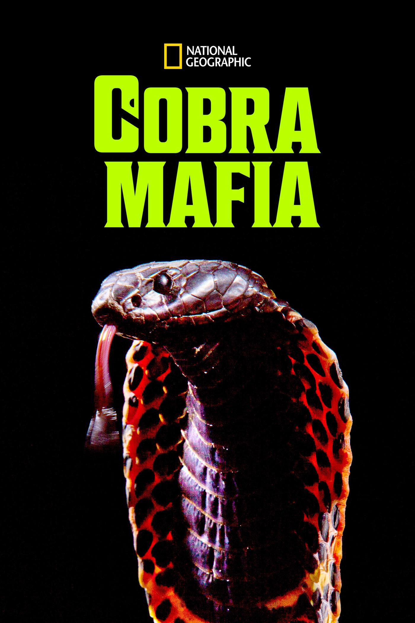 Poster for Cobra Mafia