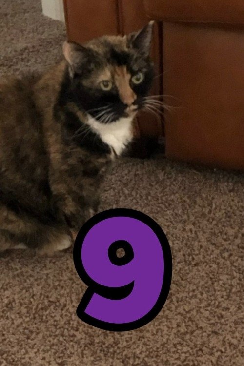Poster de The Adventures of Murphy the Cat #9