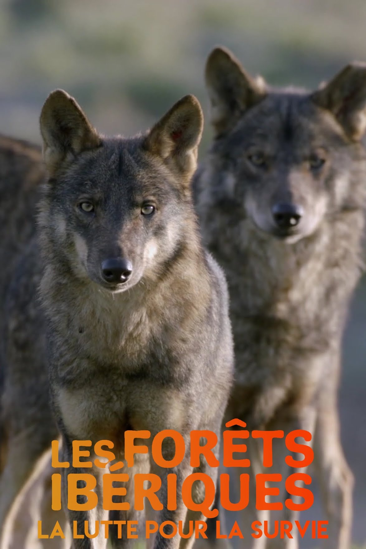 Poster de Les forêts ibériques : La lutte pour la survie