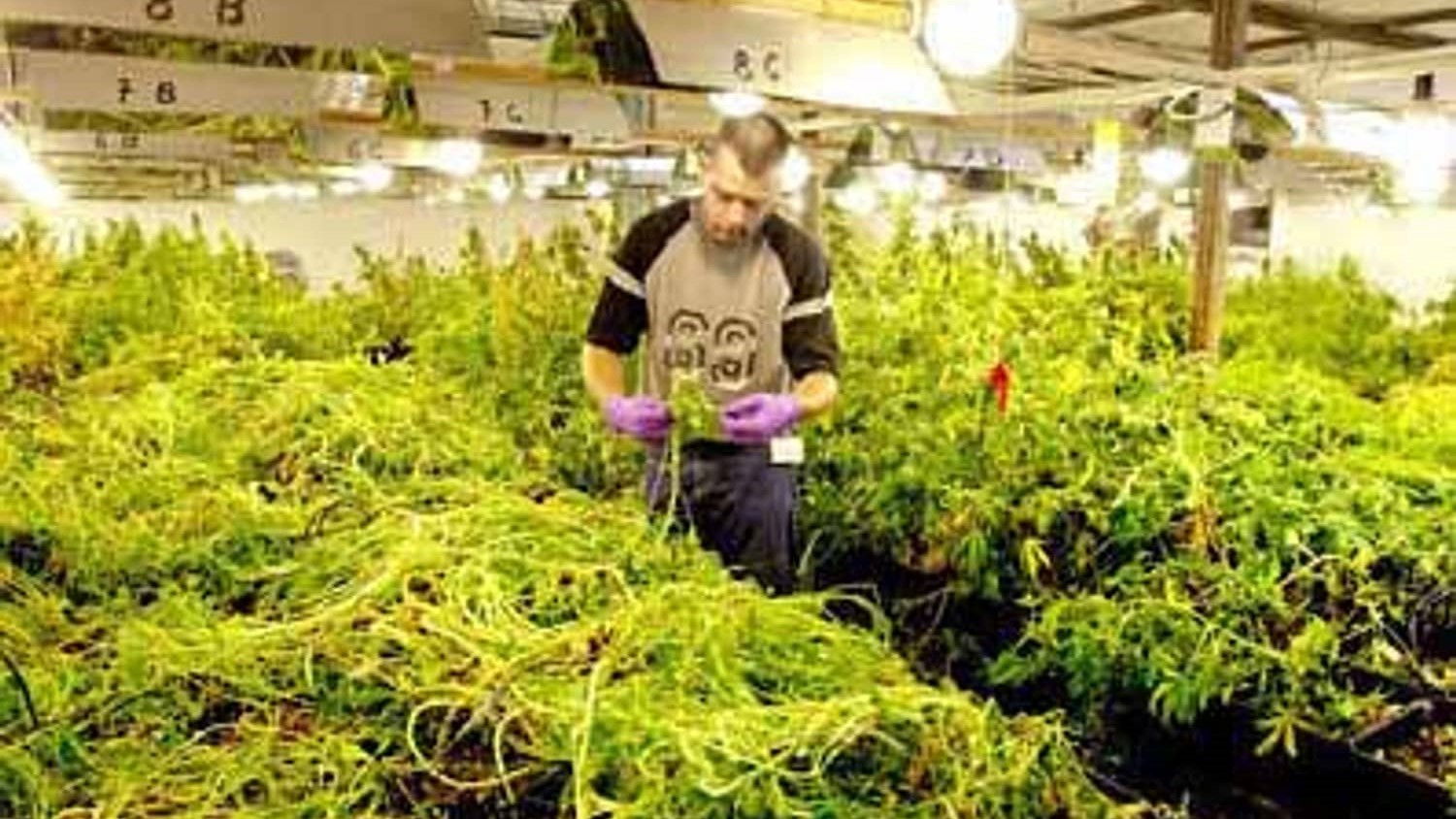 Nederland narcostaat