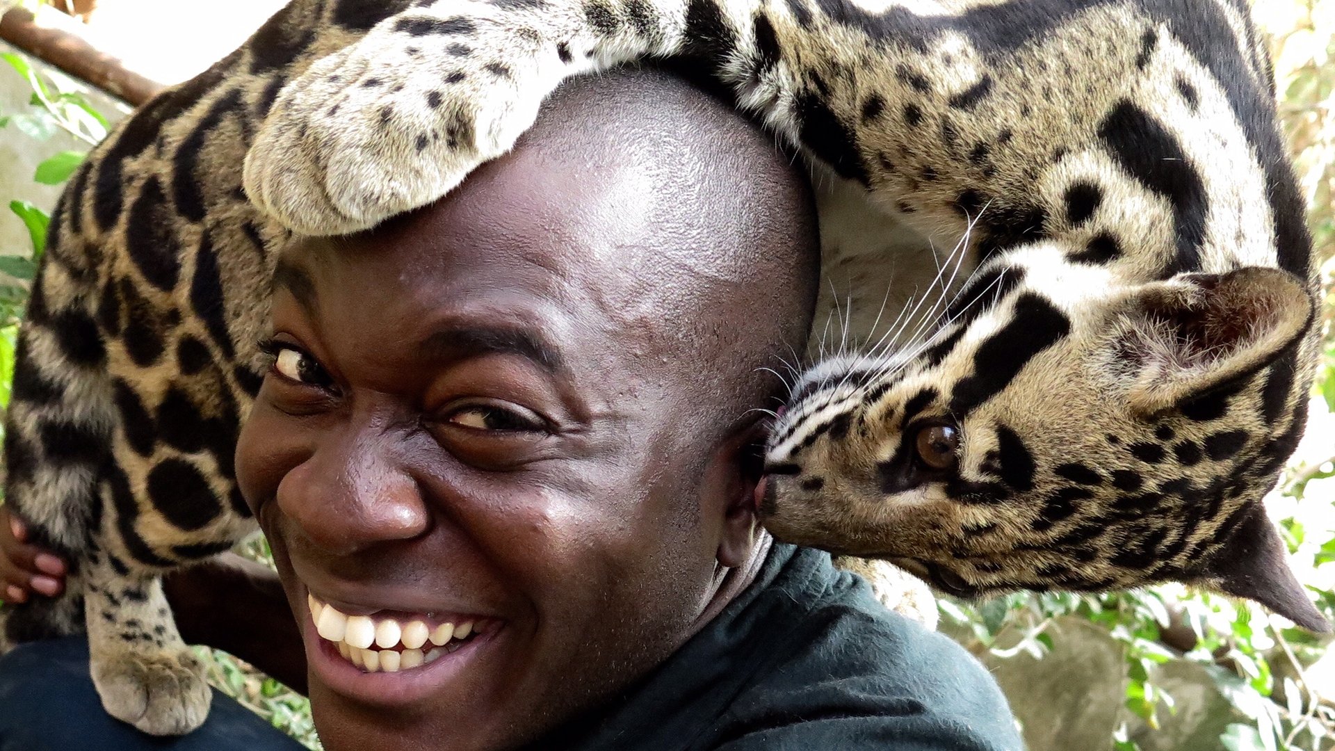 Big Cats: An Amazing Animal Family