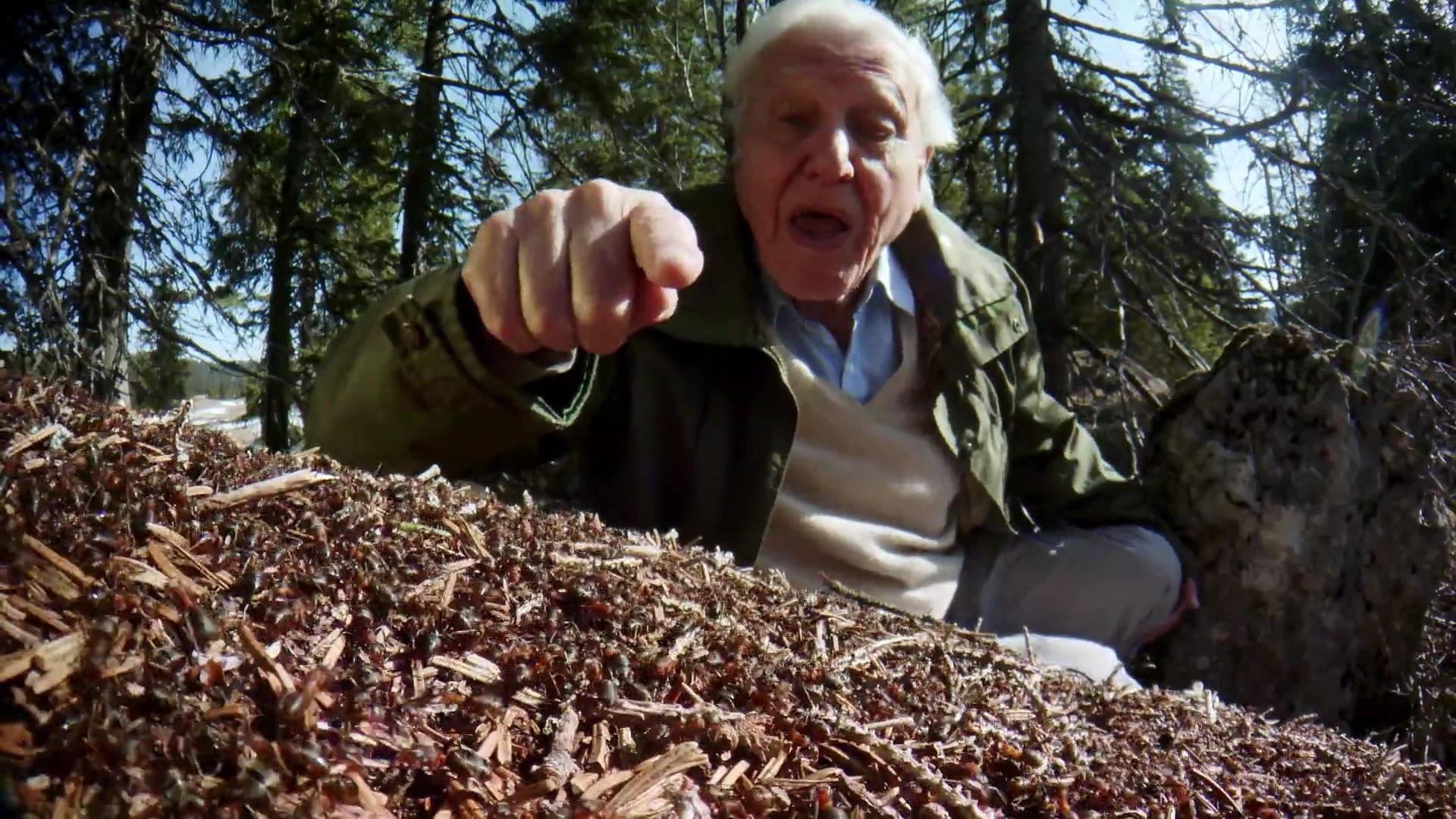 David Attenborough's Ant Mountain (2017)