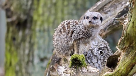 Thumbnail for Meerkat and Giant Millipede Season 1 Episode 9