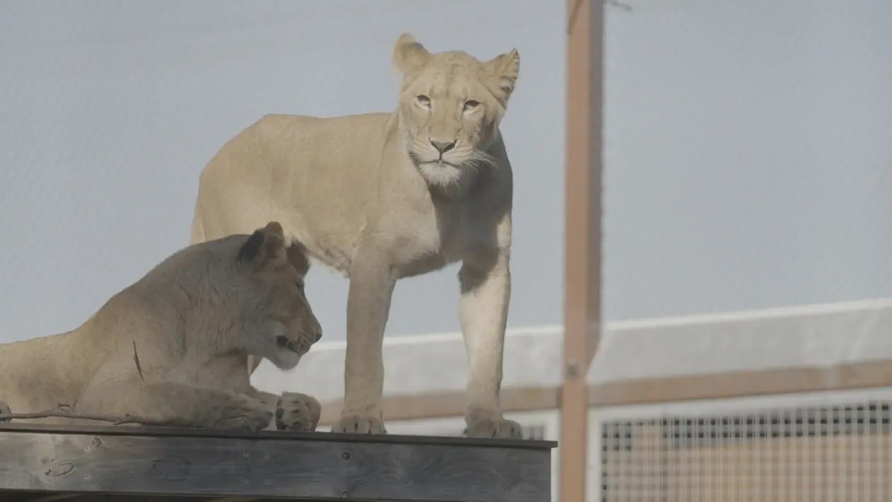 Taronga: Who's Who In The Zoo - Épisode 8