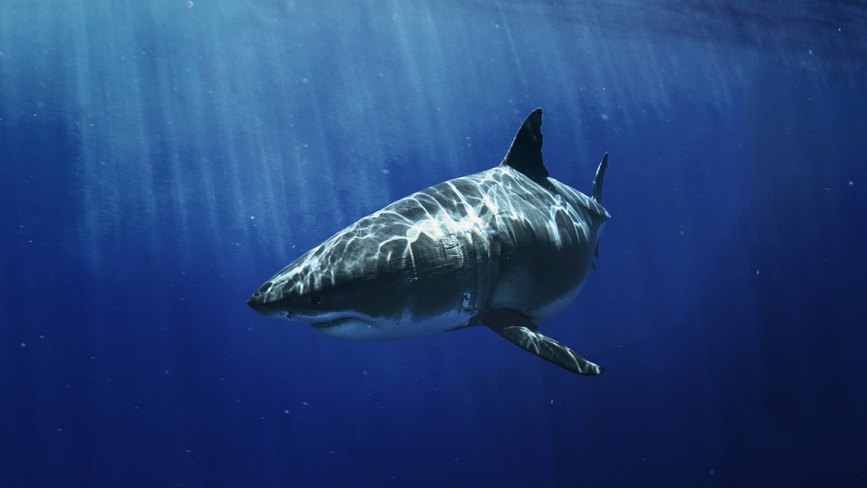 Los tiburones mas buscados