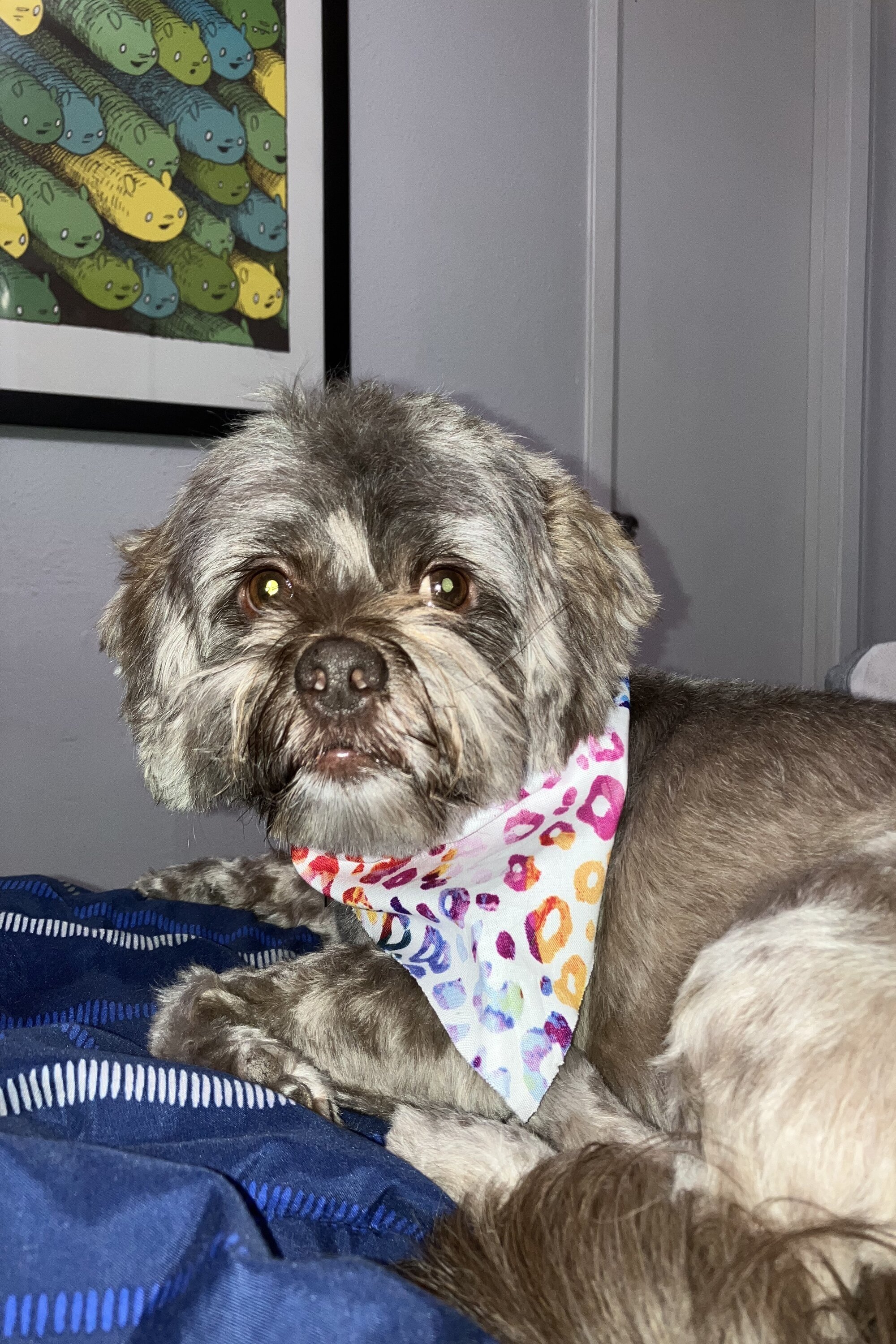 et billede af Cooper