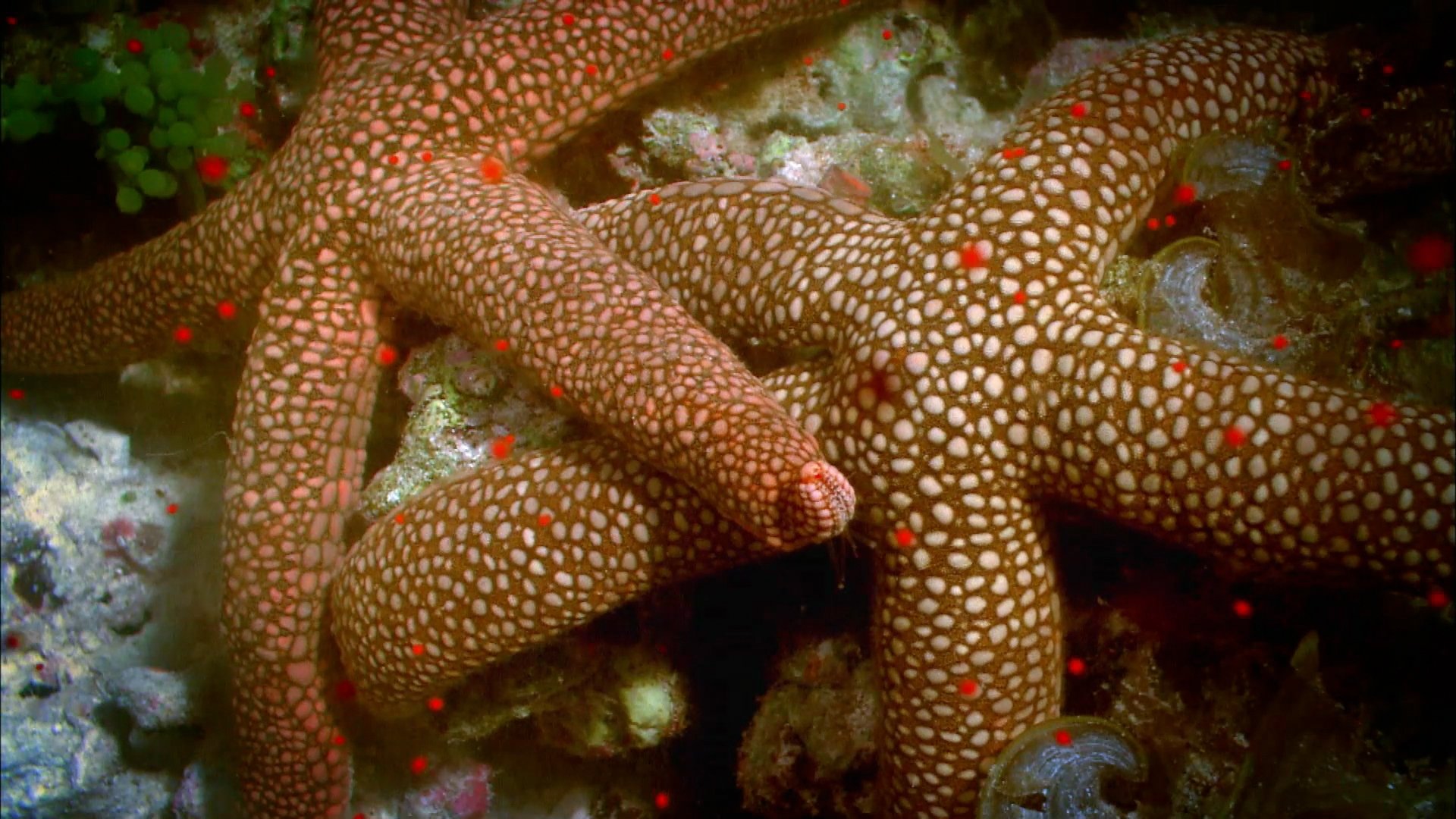 Life on the Reef