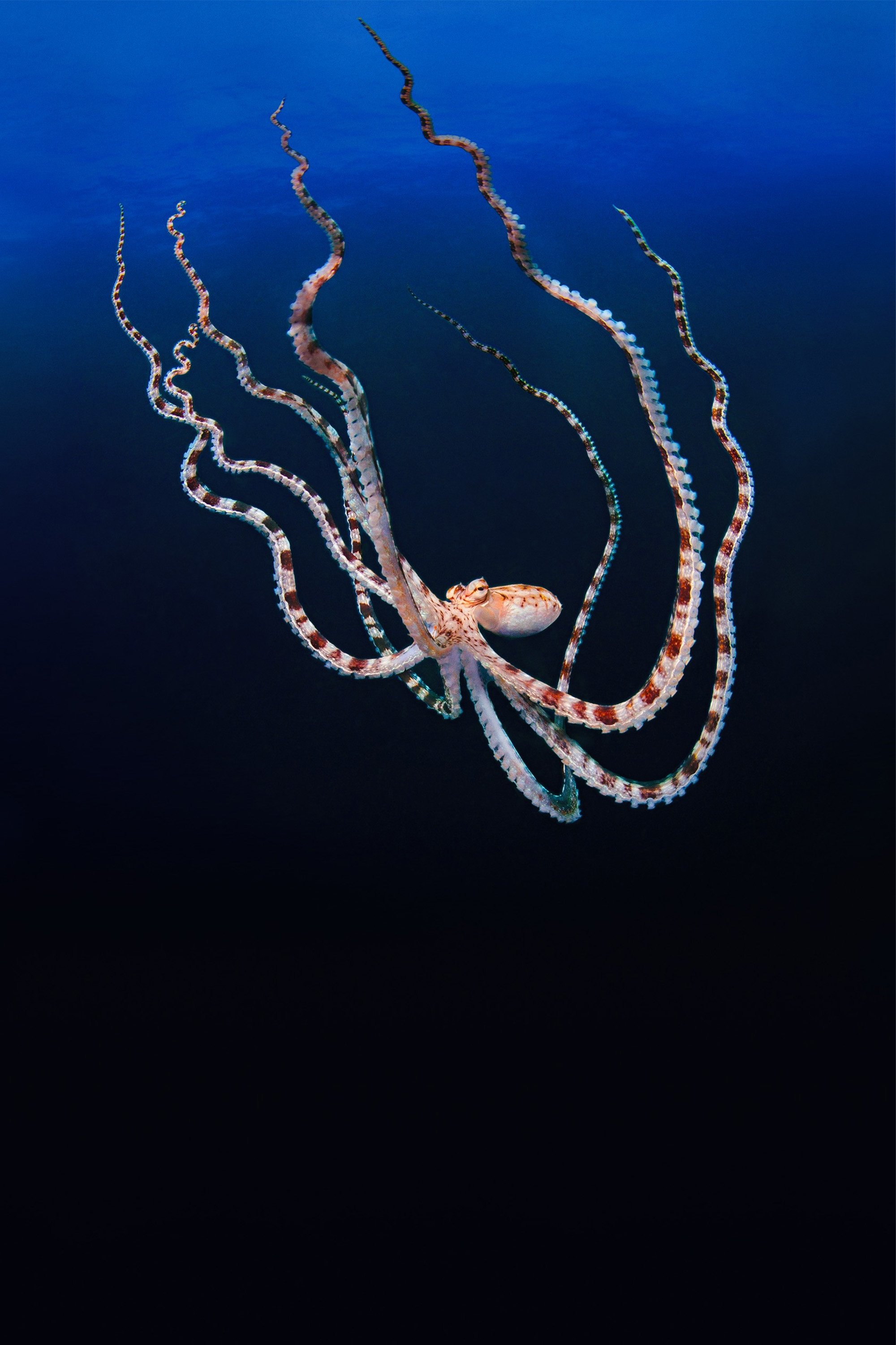 TMDB Image