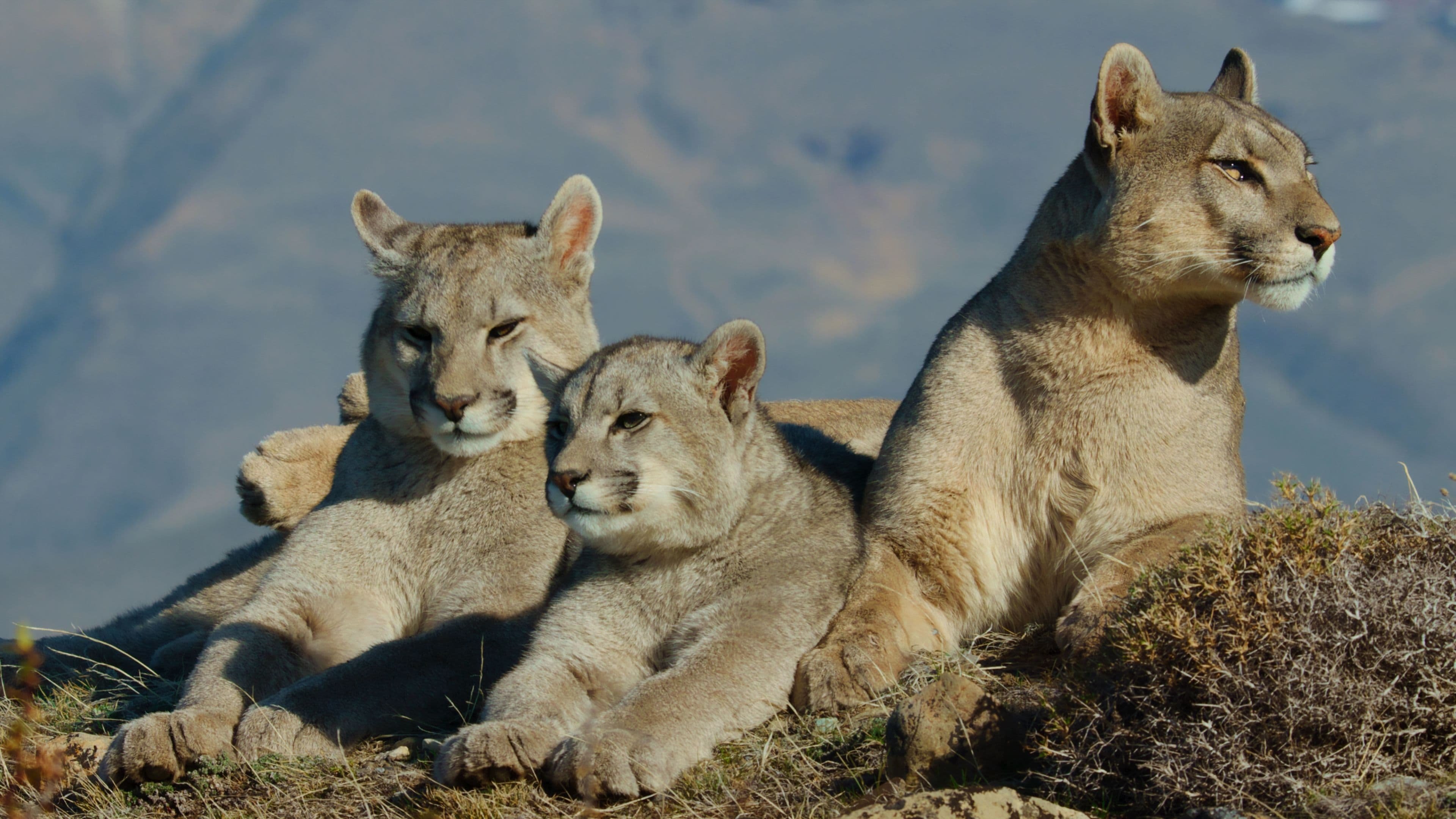 Animals Up Close with Bertie Gregory