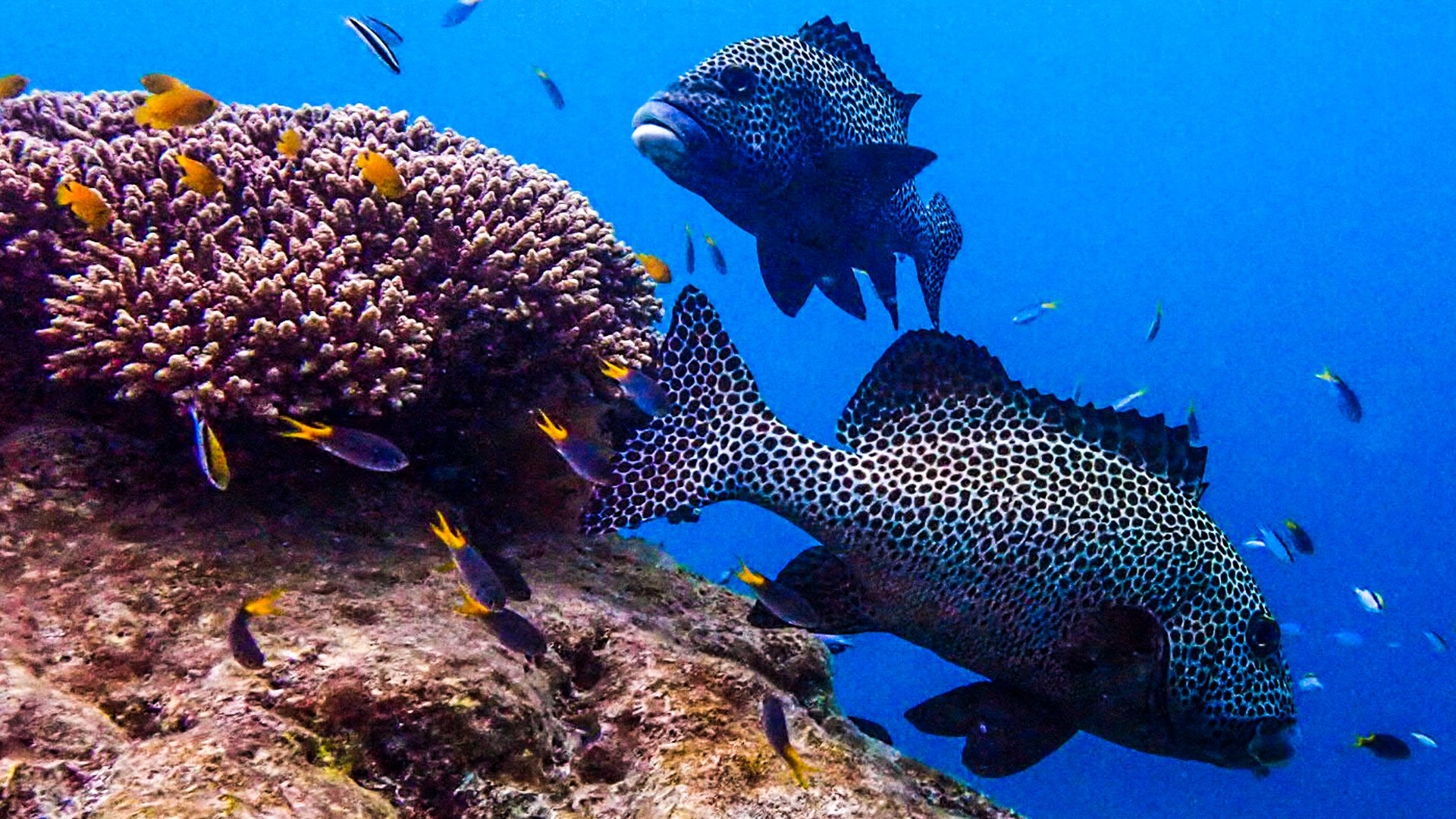 Blue Planet Live