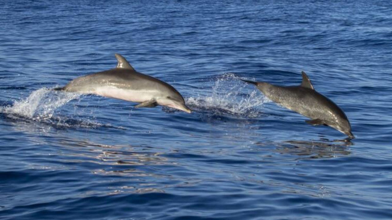 Sur le front - Des dauphins