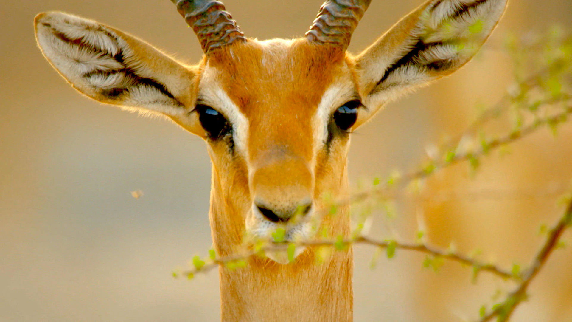 Earth Odyssey with Dylan Dreyer S03E17 backdrop