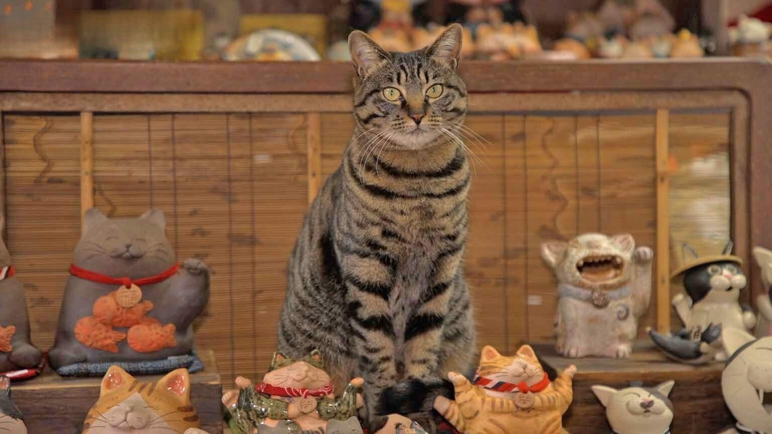 A Cat's-Eye View of Japan - Épisode 19