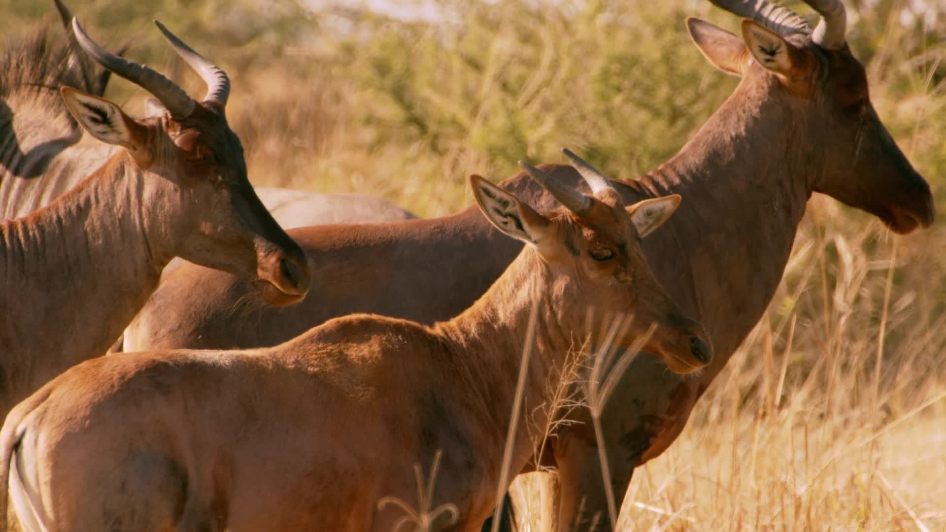 Africa's Deadliest