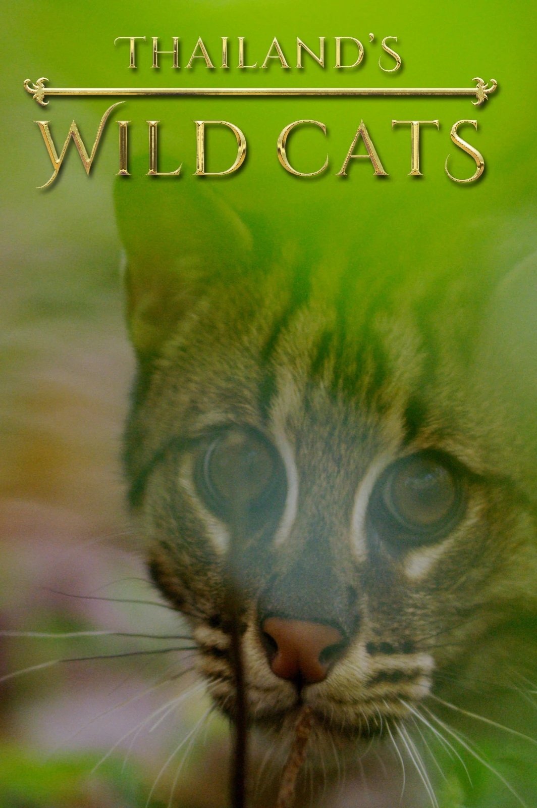 Thailand's Wild Cats