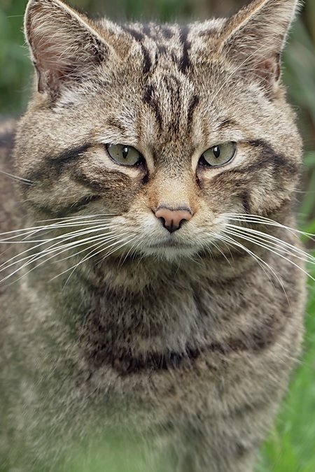 Wildcats: Cait ann an Cunnart - Season 1